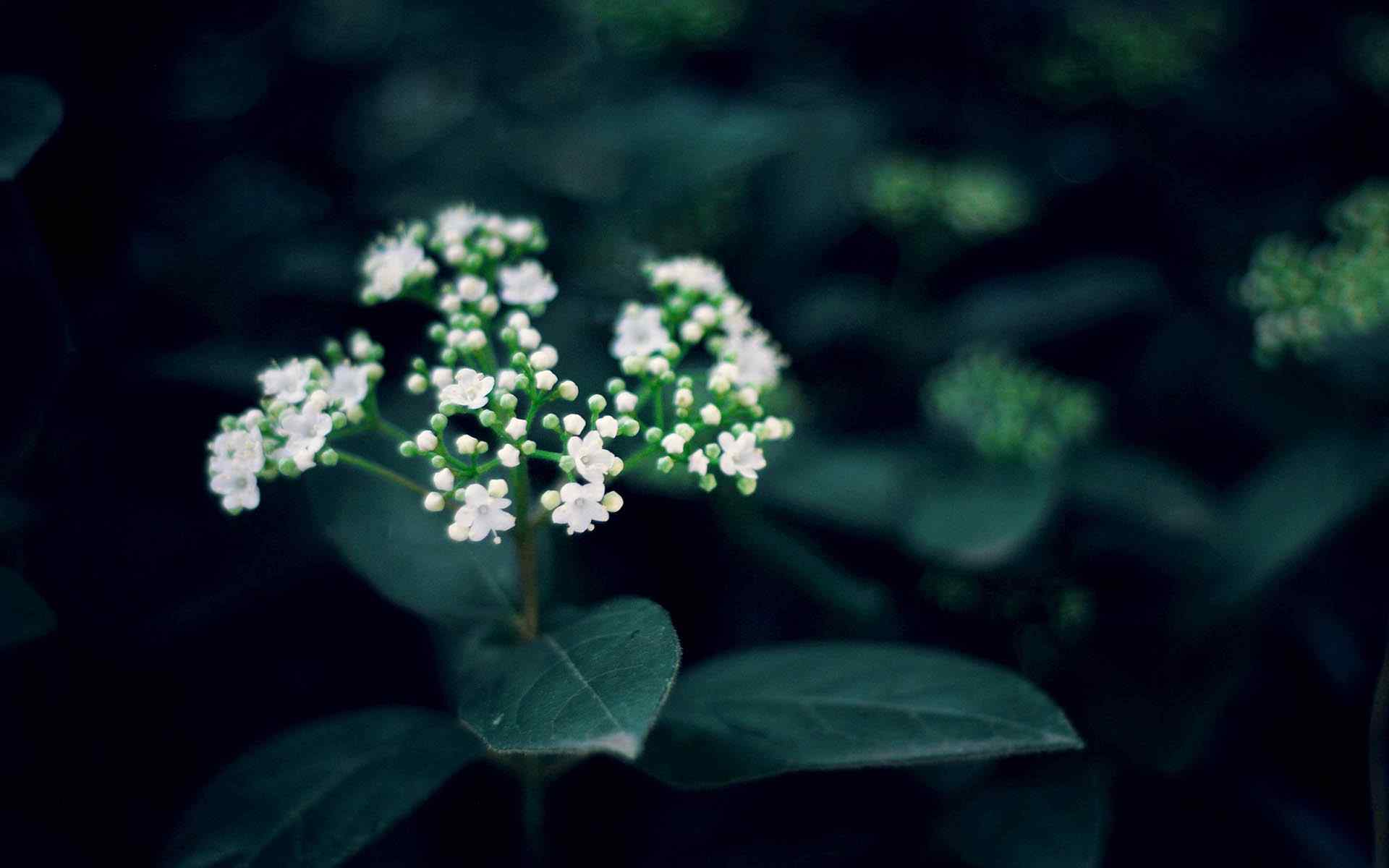 小白花特写壁纸