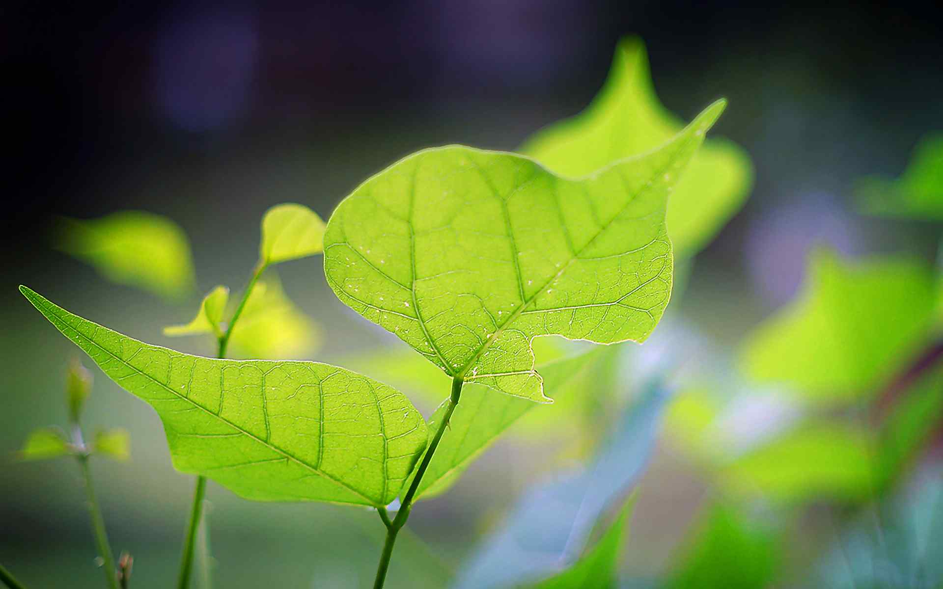 绿色叶子壁纸