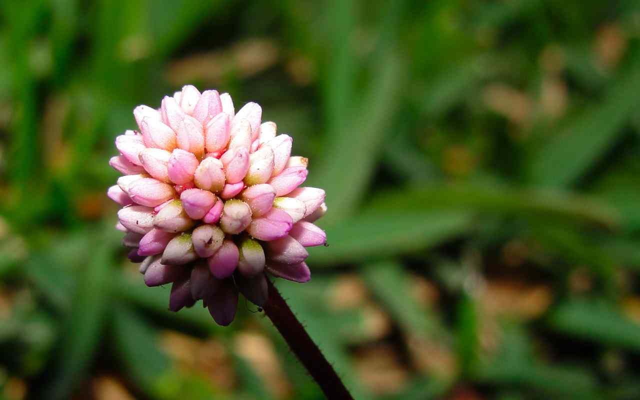 粉色花卉壁纸