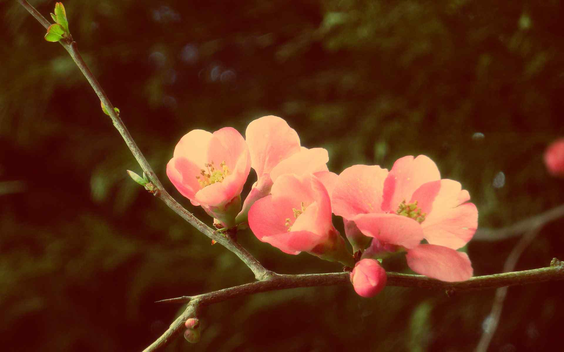 梅花特写壁纸