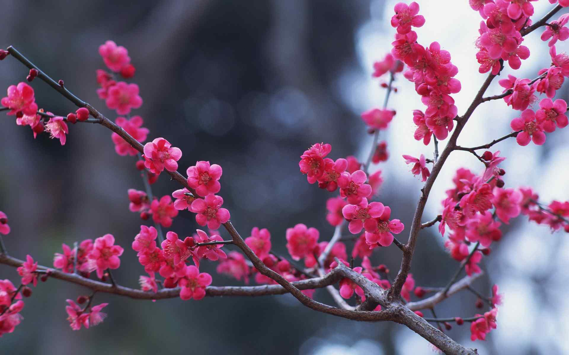 桃花摄影壁纸