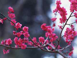 桃花摄影壁纸