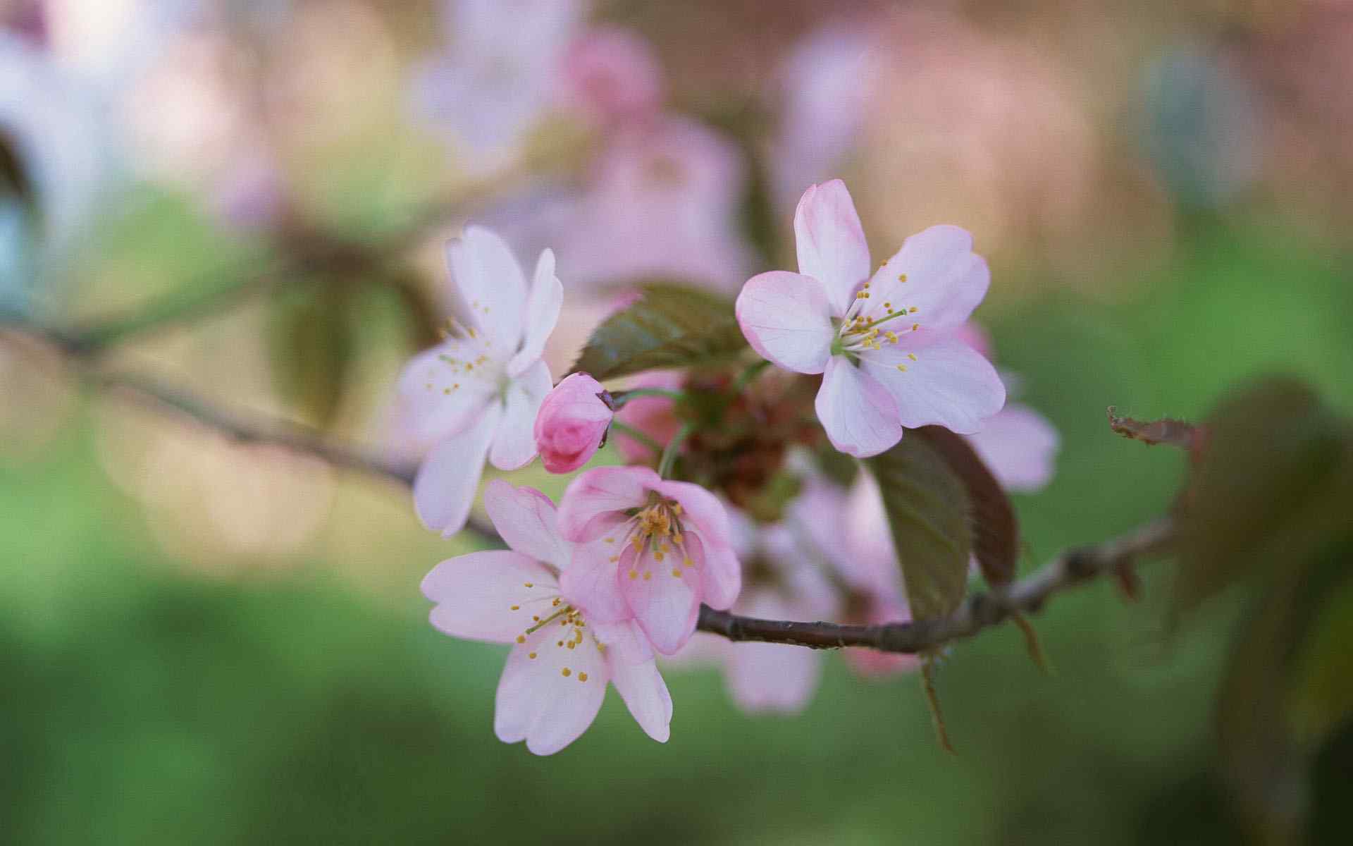 盛开桃花特写壁纸