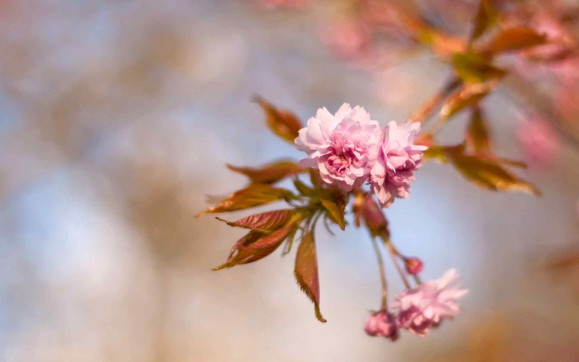 盛开桃花壁纸