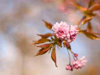 盛开桃花壁纸