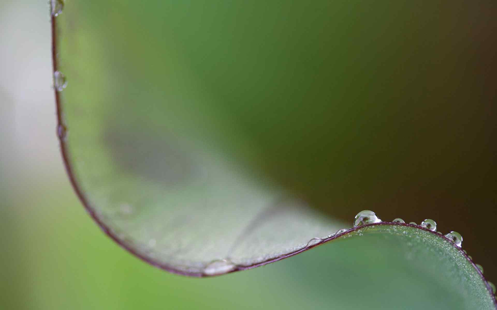 晶莹水珠壁纸