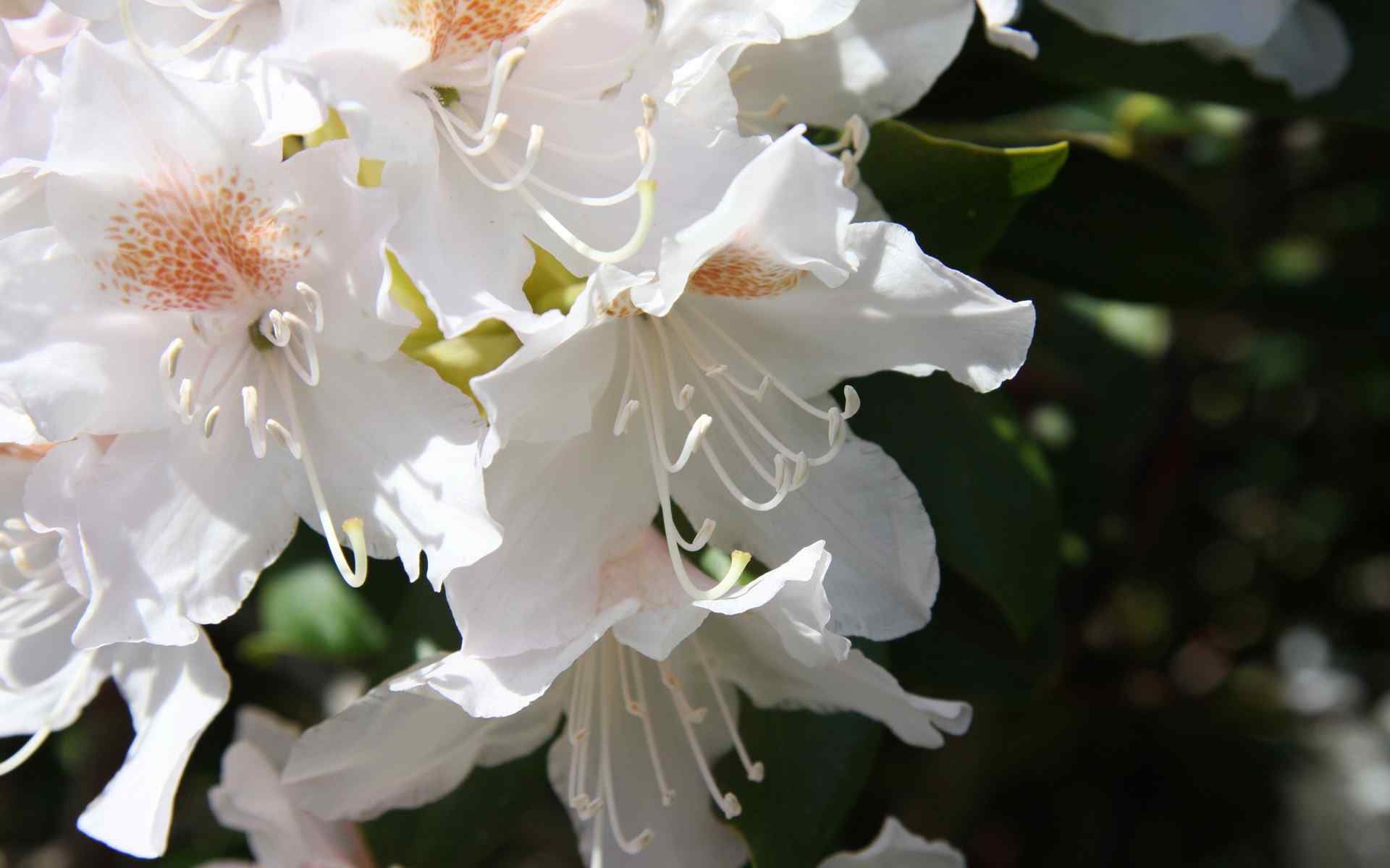 白色高雅花朵壁纸