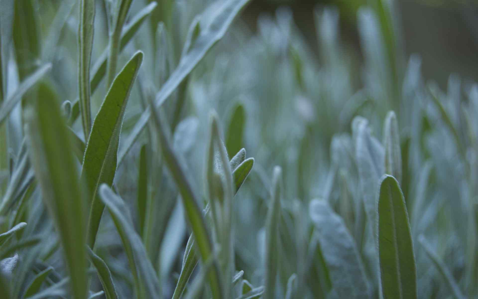 绿色朦胧植物壁纸