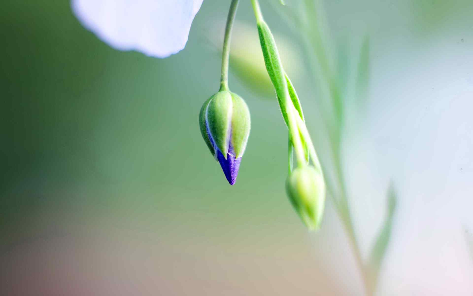 含苞怒放花卉摄影壁纸