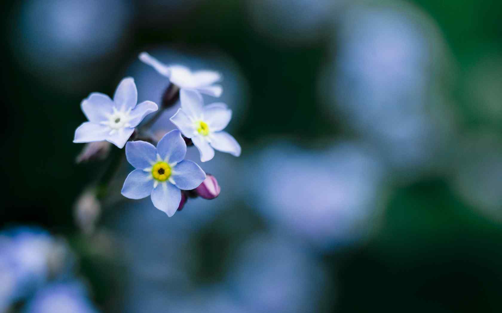 清幽梅花摄影壁纸