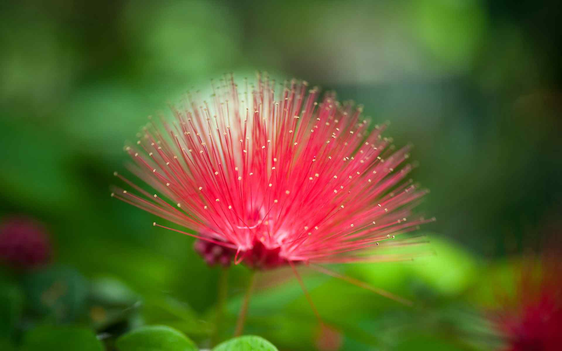 高清红色花朵壁纸