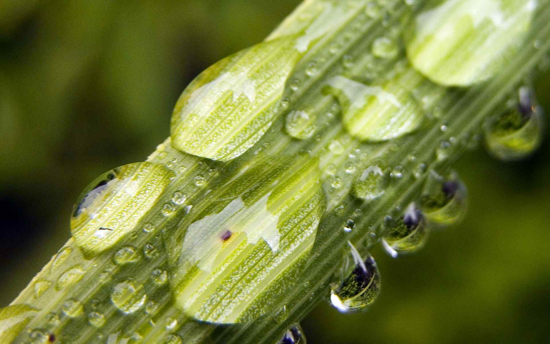 绿色晶莹水珠壁纸