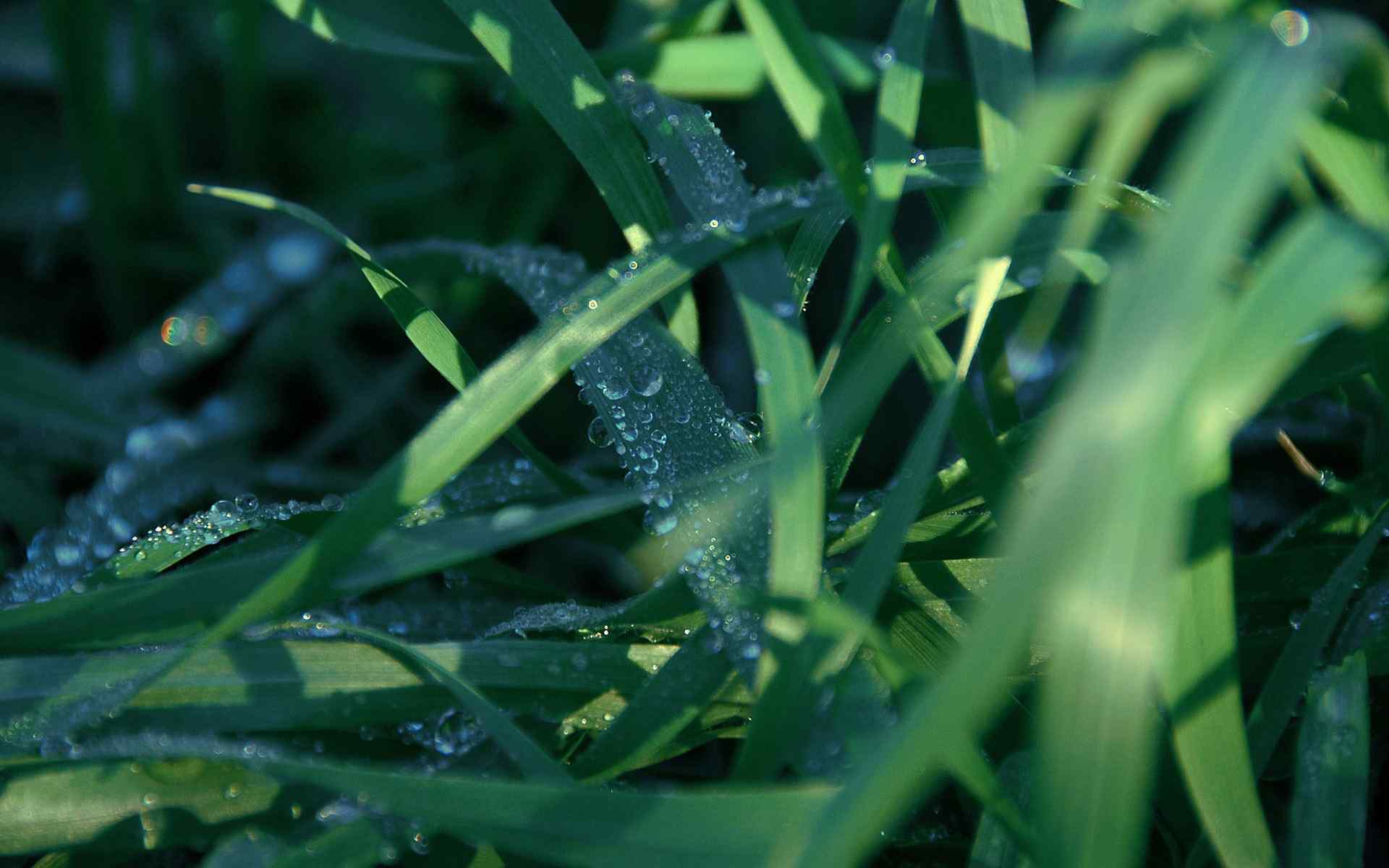 夏季绿色清爽壁纸