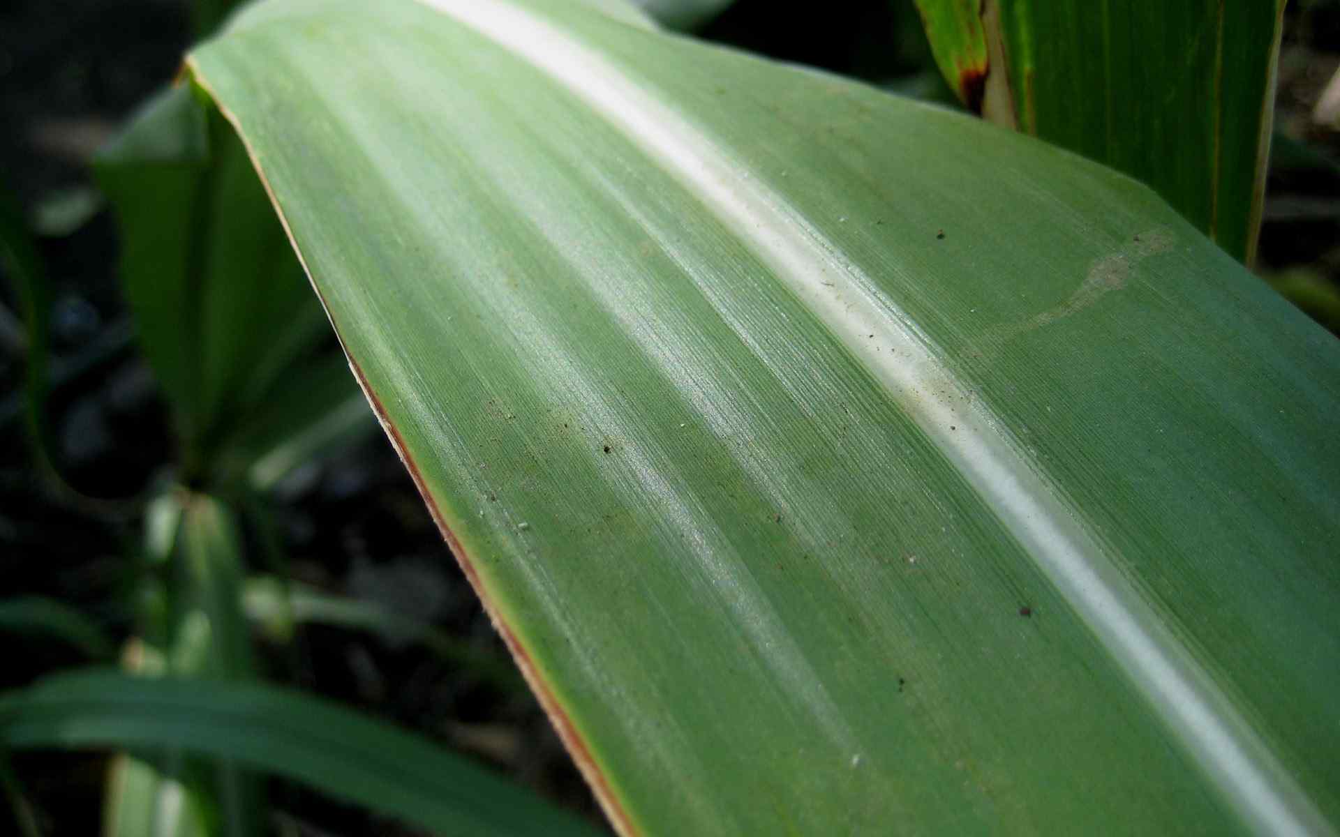 绿色植物叶子壁纸