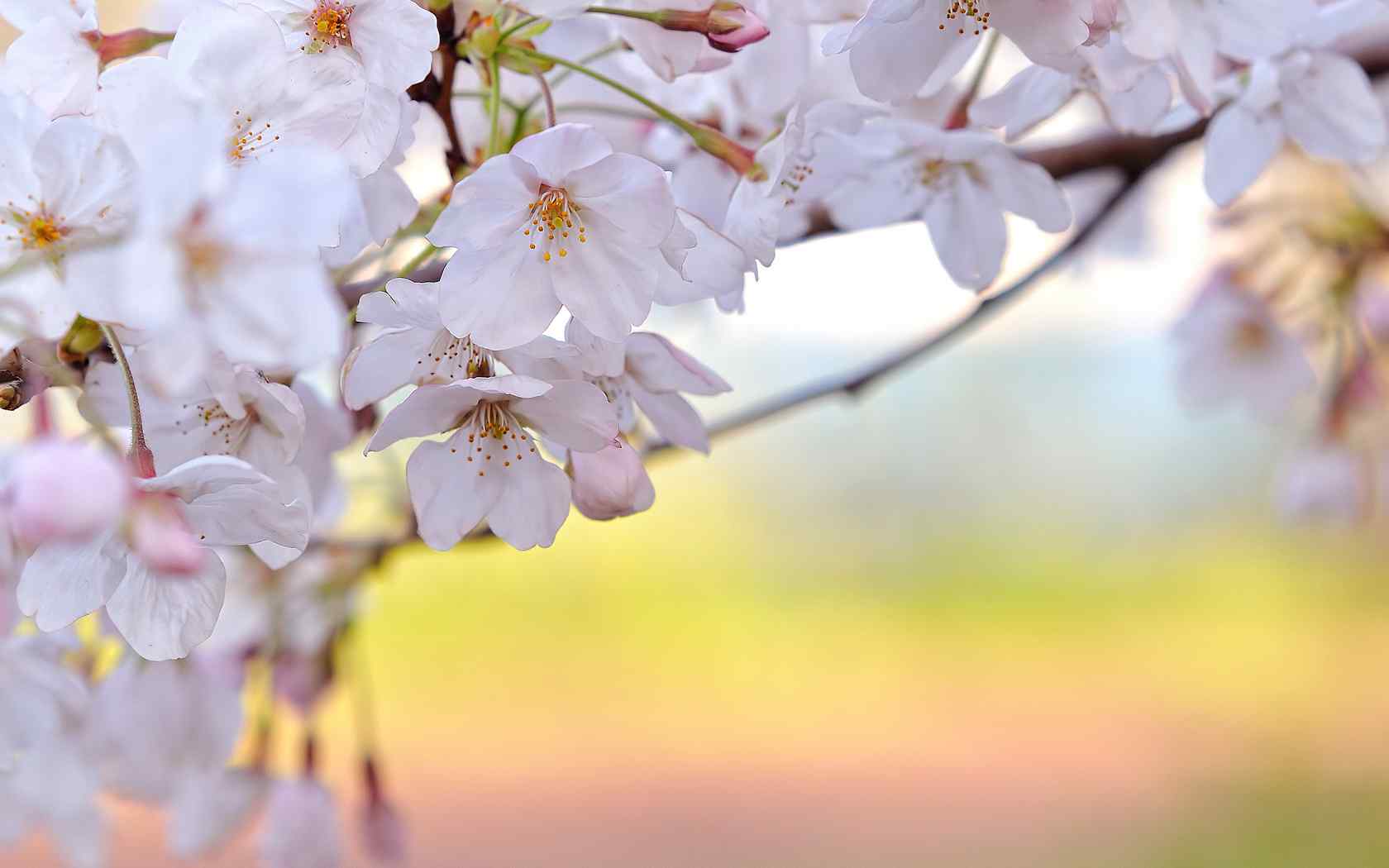 粉色桃花花卉壁纸