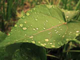 雨后露珠摄影壁纸