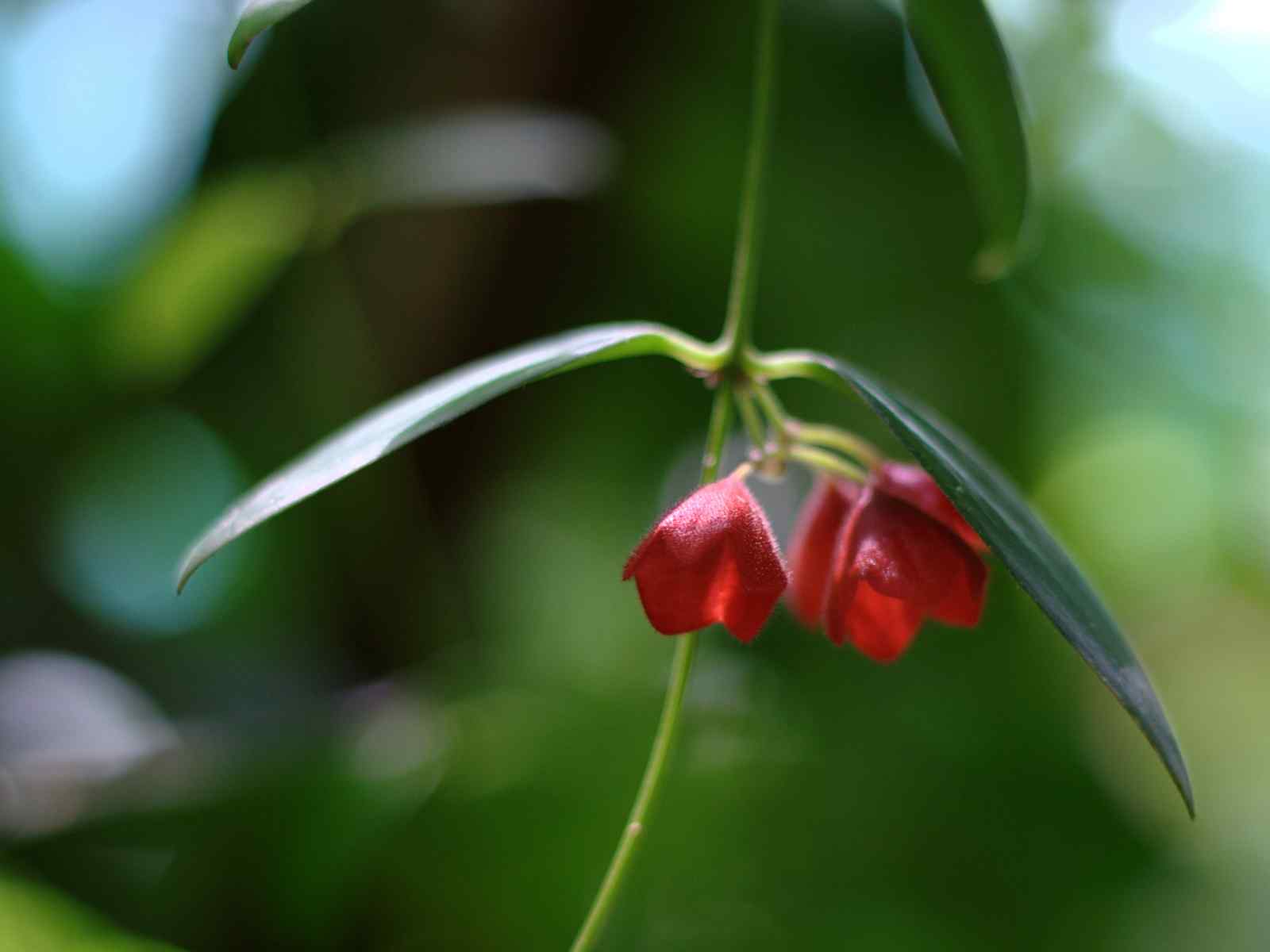 红色艳丽花朵壁纸