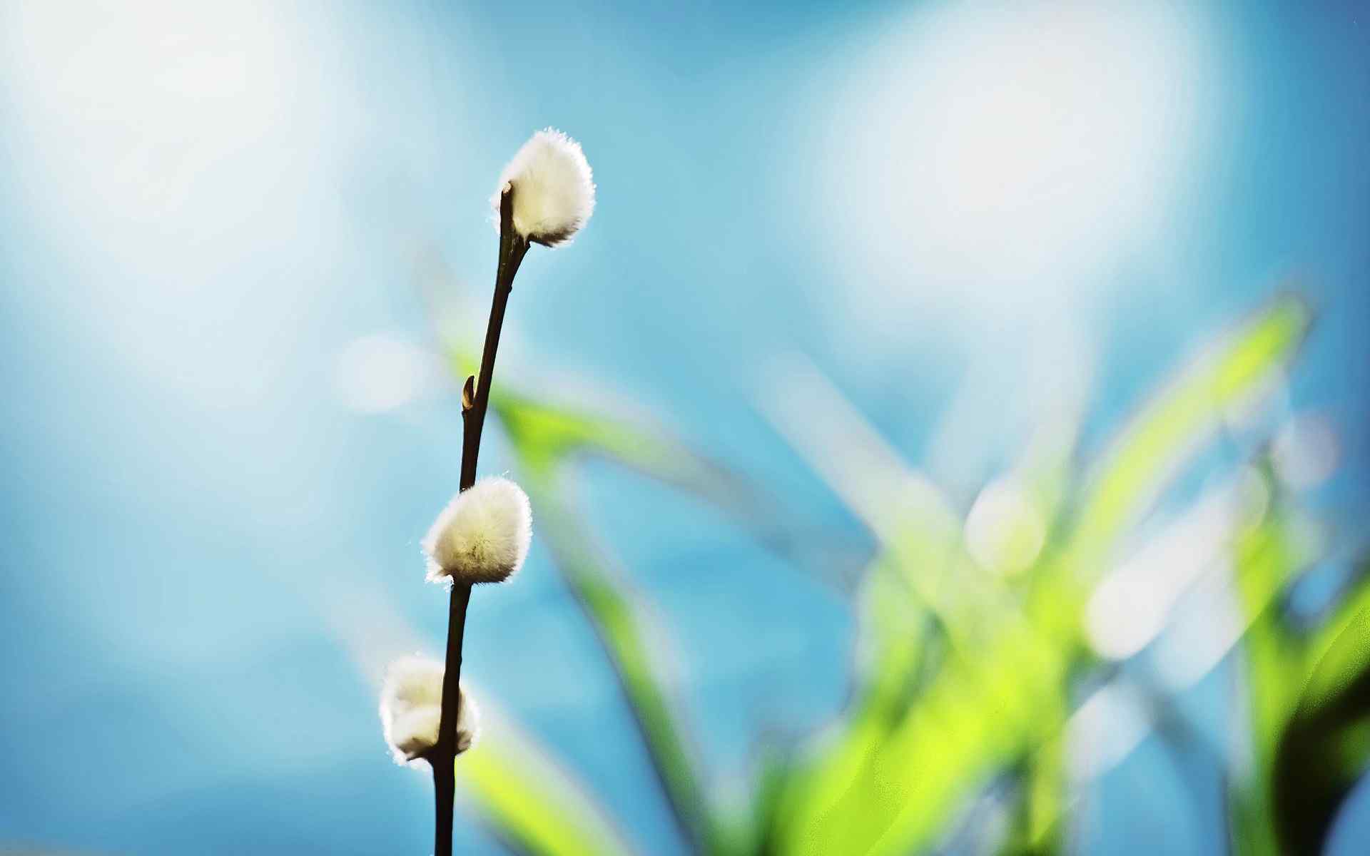 朦胧植物壁纸