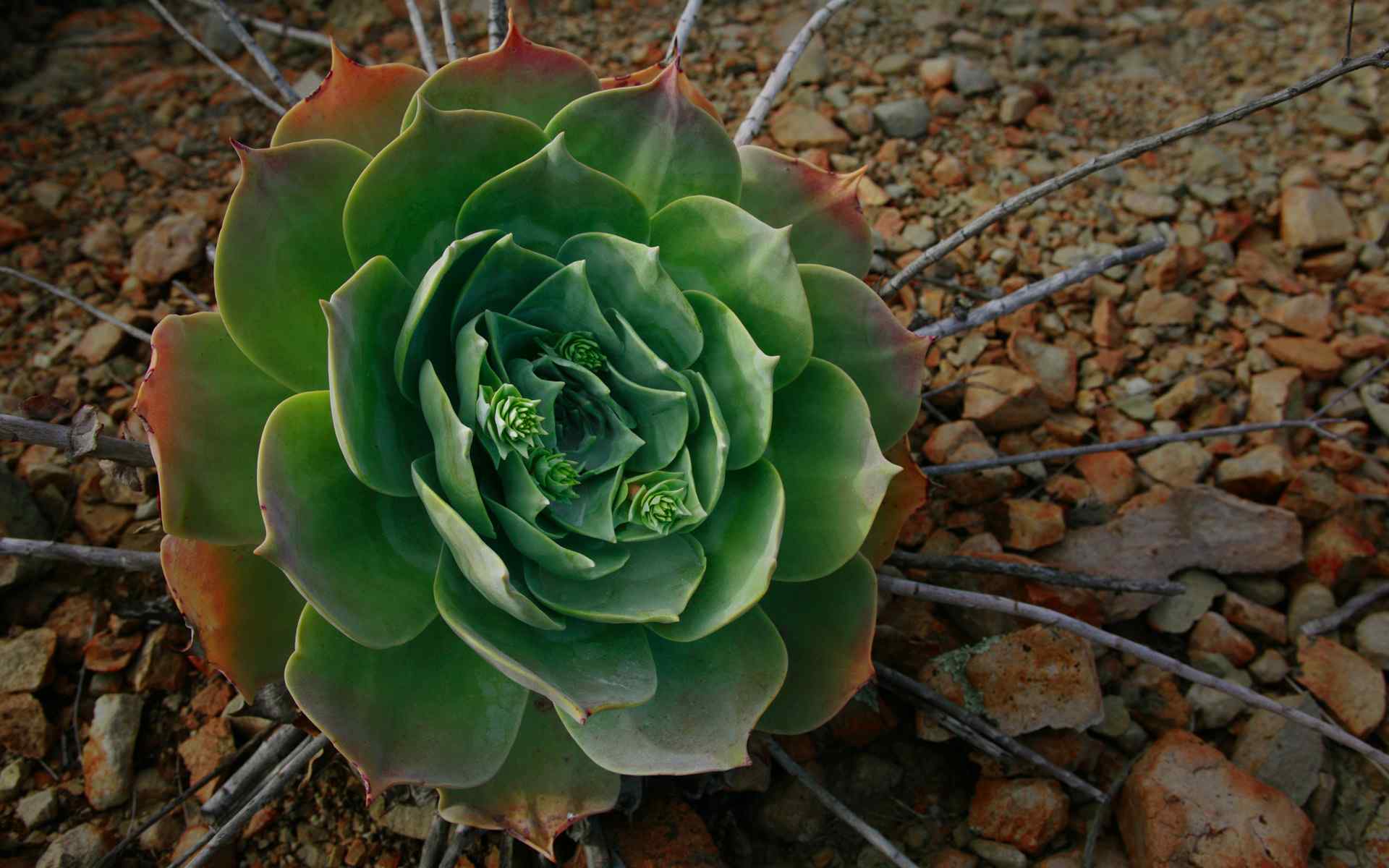 绿色植物精美壁纸