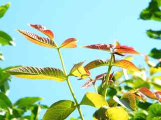 新芽嫩叶摄影壁纸