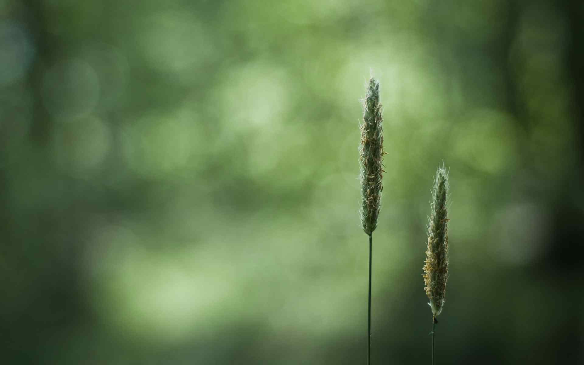 绿色简约植物壁纸