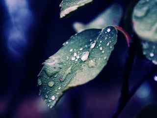 雨后雨滴摄影壁纸