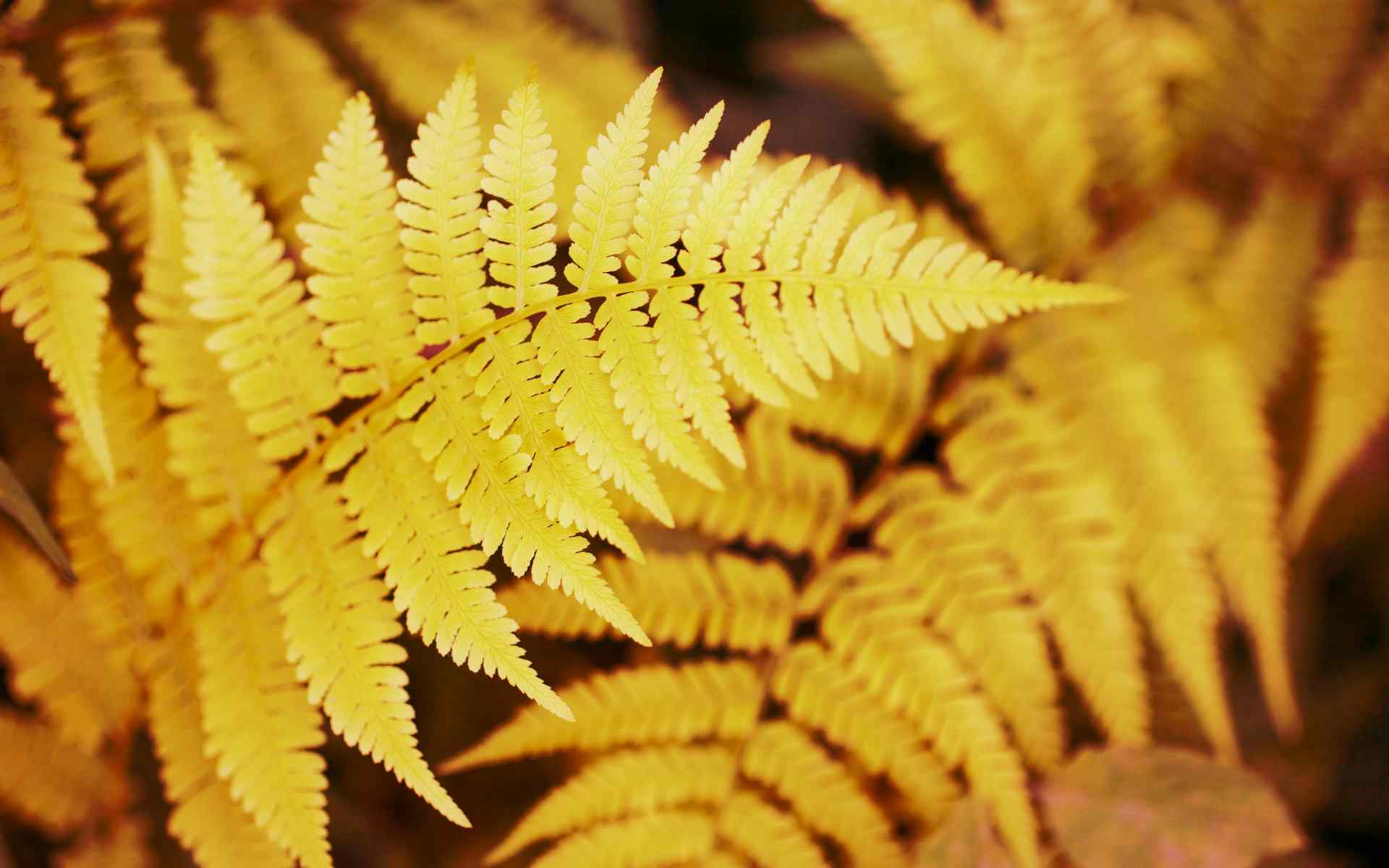 精选植物叶子壁纸