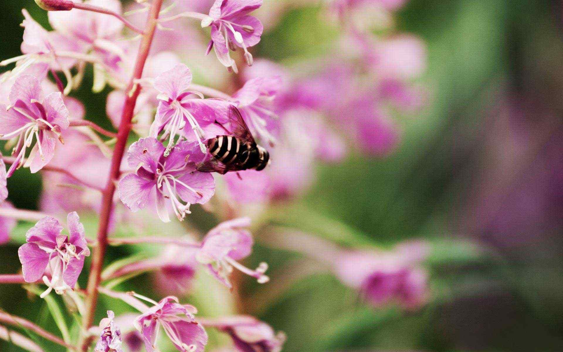 蜂莲花摄影壁纸