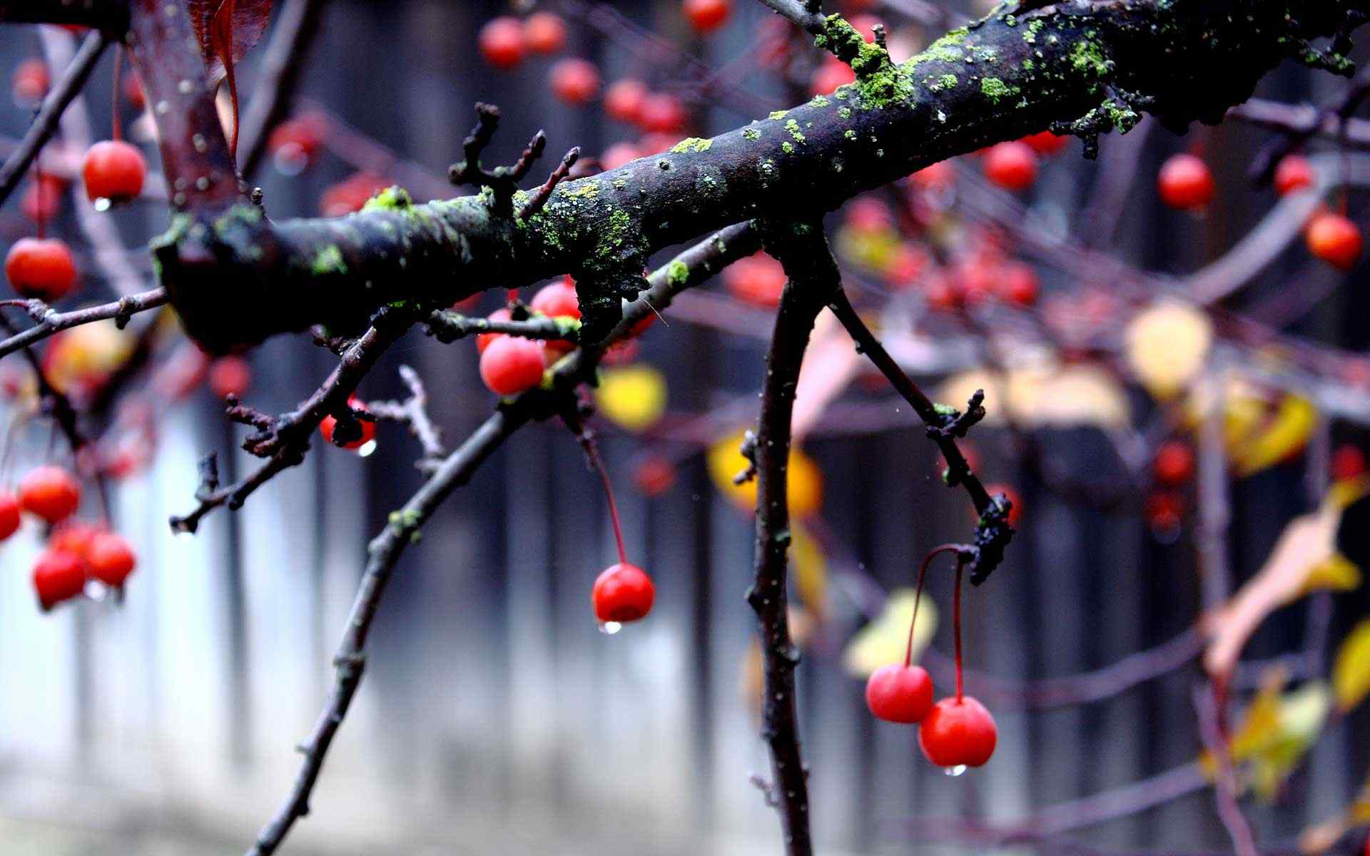 雪里红摄影壁纸