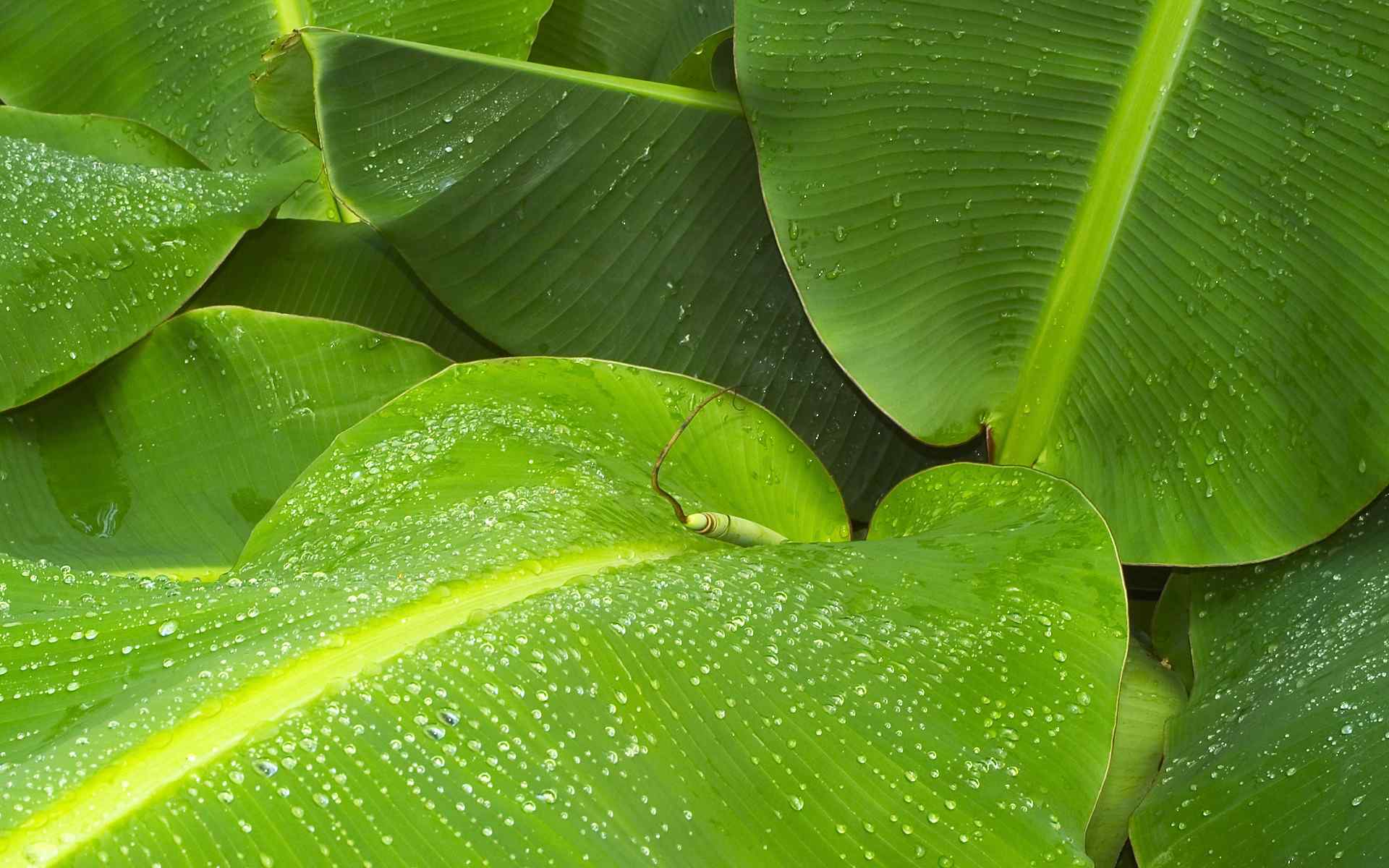 香蕉树叶子壁纸