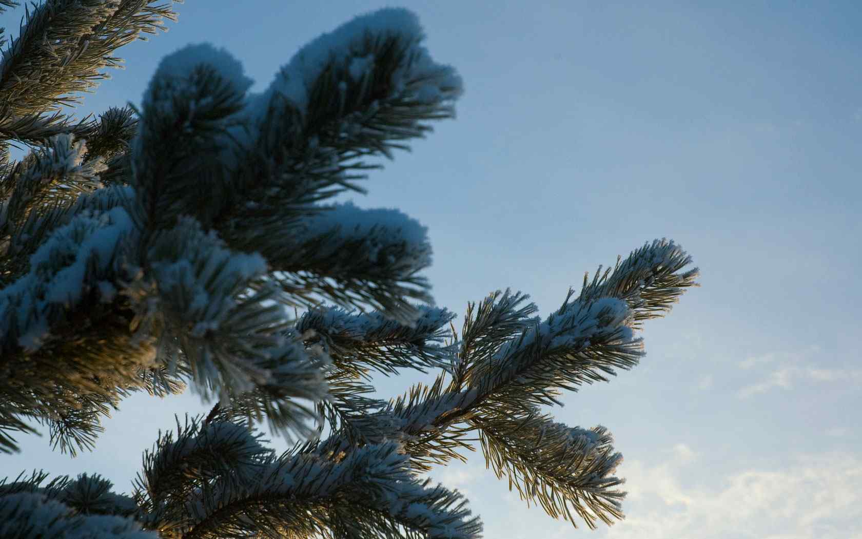 杉树雪景摄影壁纸