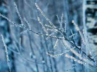 雪景植物摄影壁纸