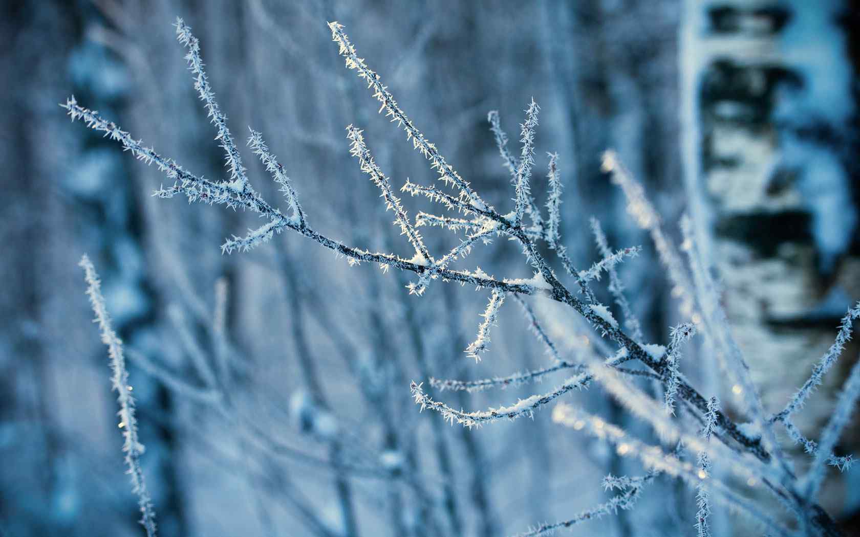 雪景植物摄影壁纸