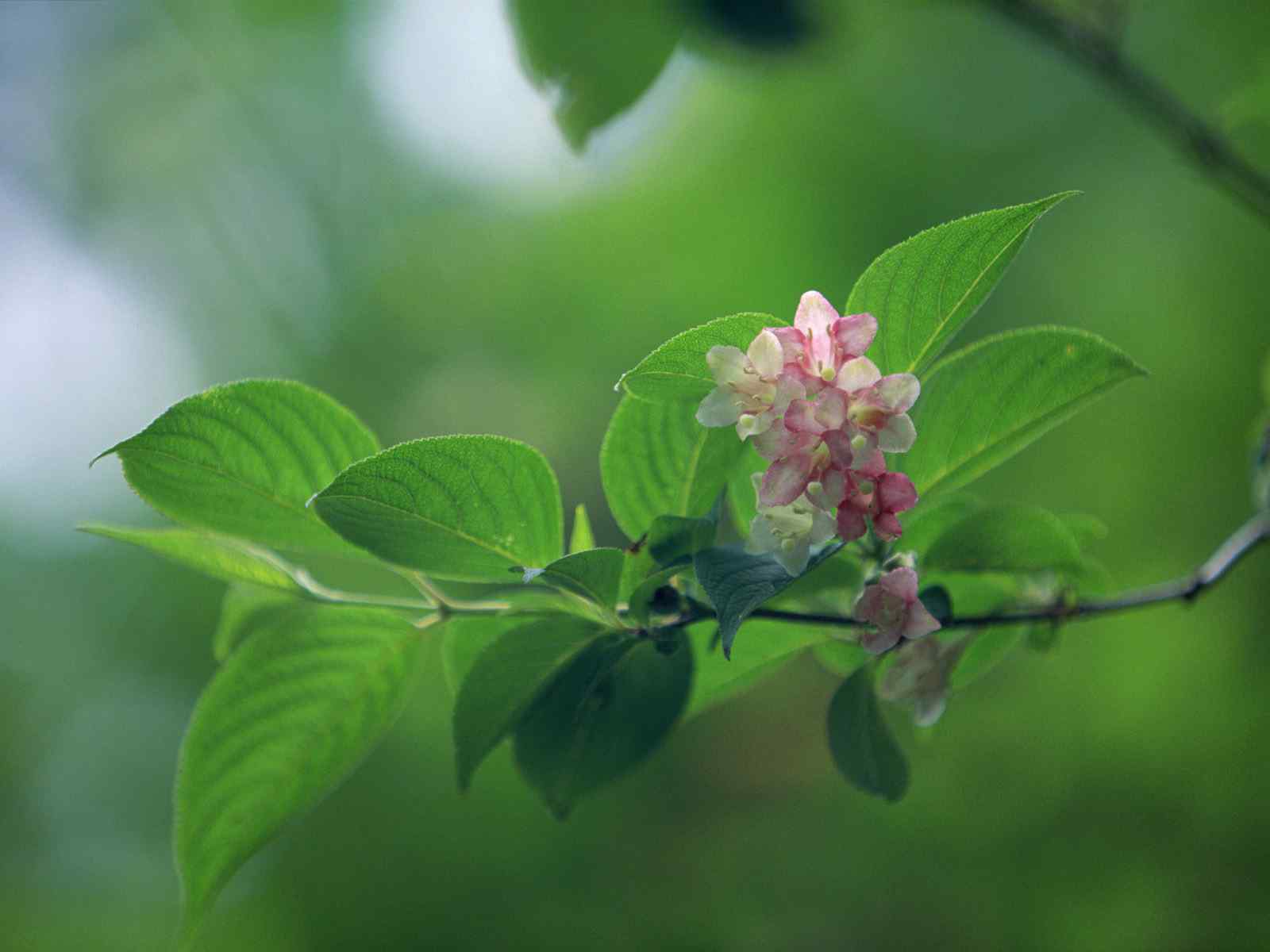 绿色叶子摄影壁纸