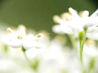 朦胧花卉摄影壁纸