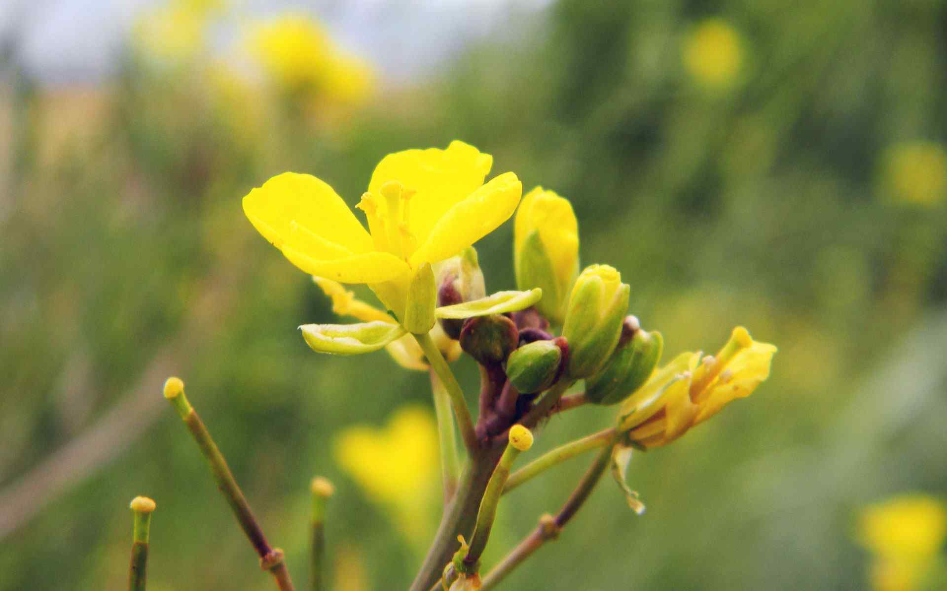 高清黄花摄影壁纸