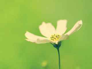 朦胧黄花摄影壁纸