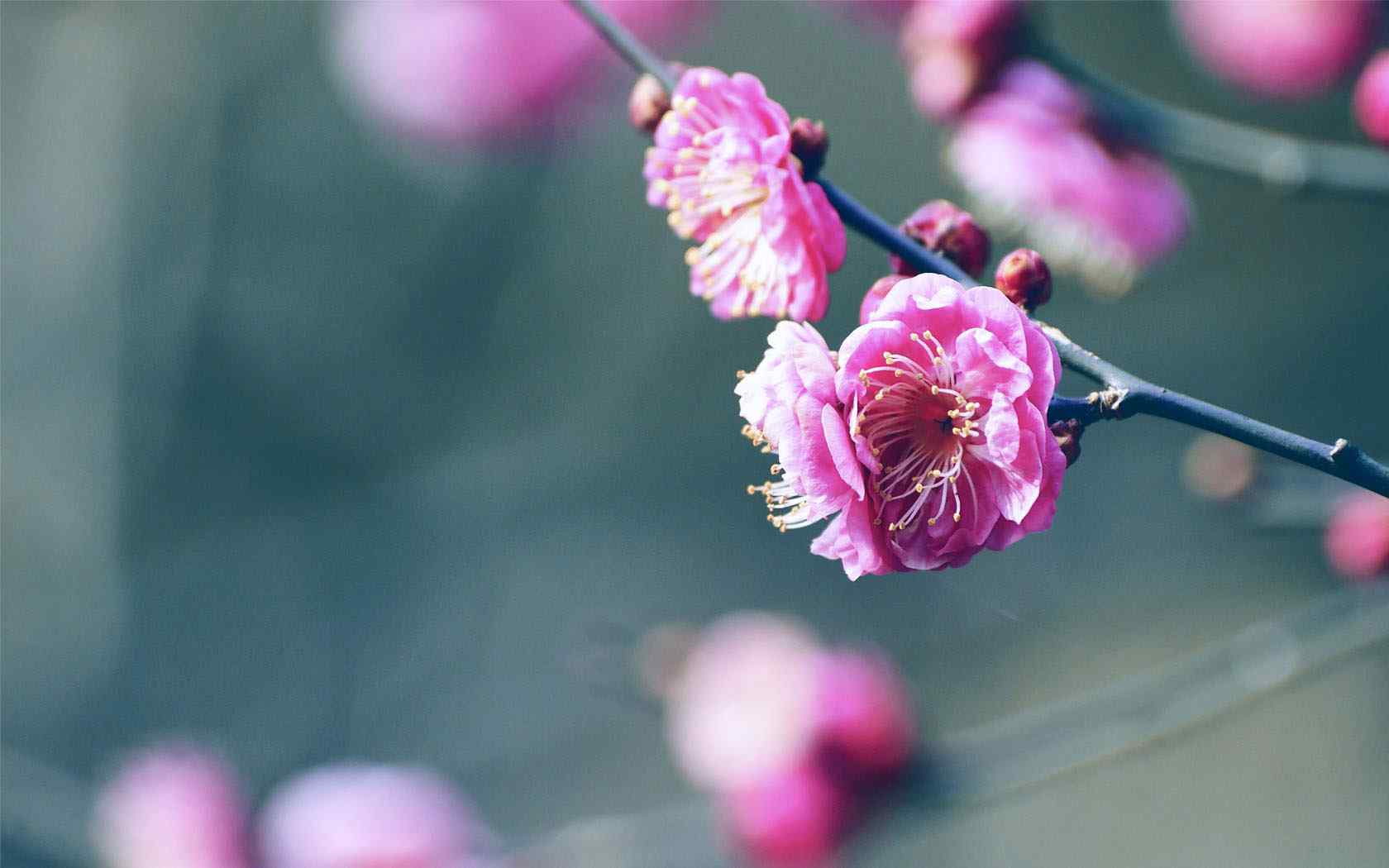 梅花摄影壁纸