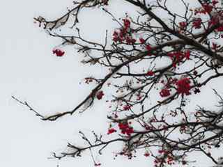 雪景红果摄影壁纸