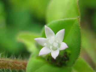 养眼白花摄影壁纸