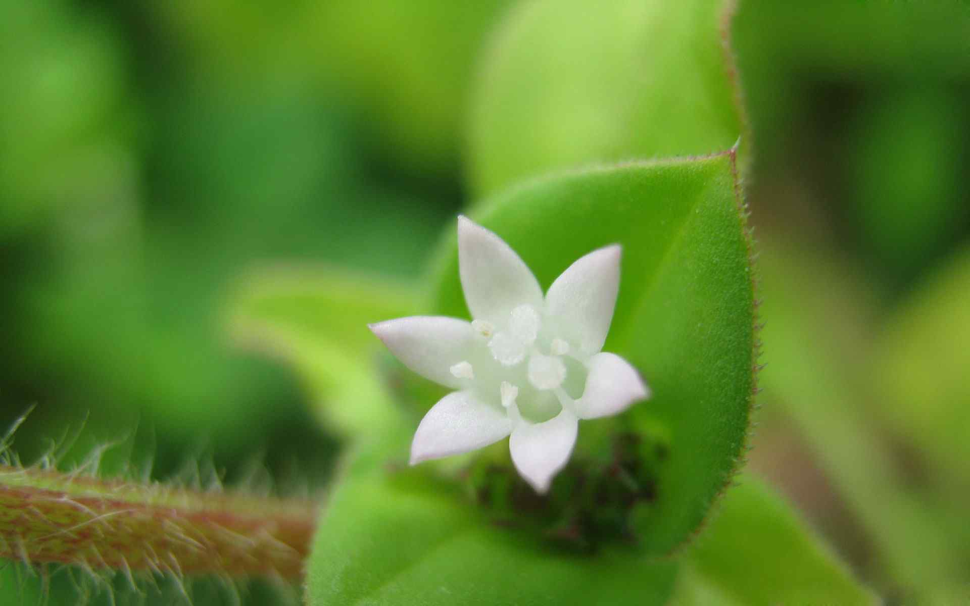 养眼白花摄影壁纸