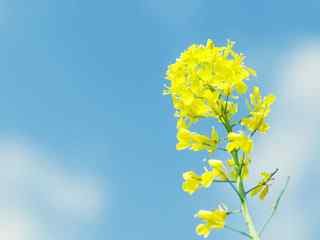 高清油菜花特写壁纸