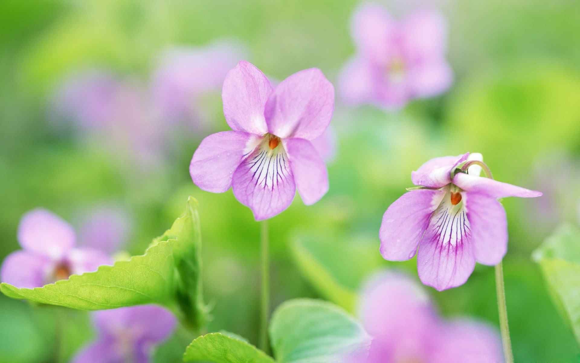 粉红花卉摄影壁纸