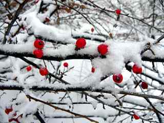 雪里红摄影壁纸