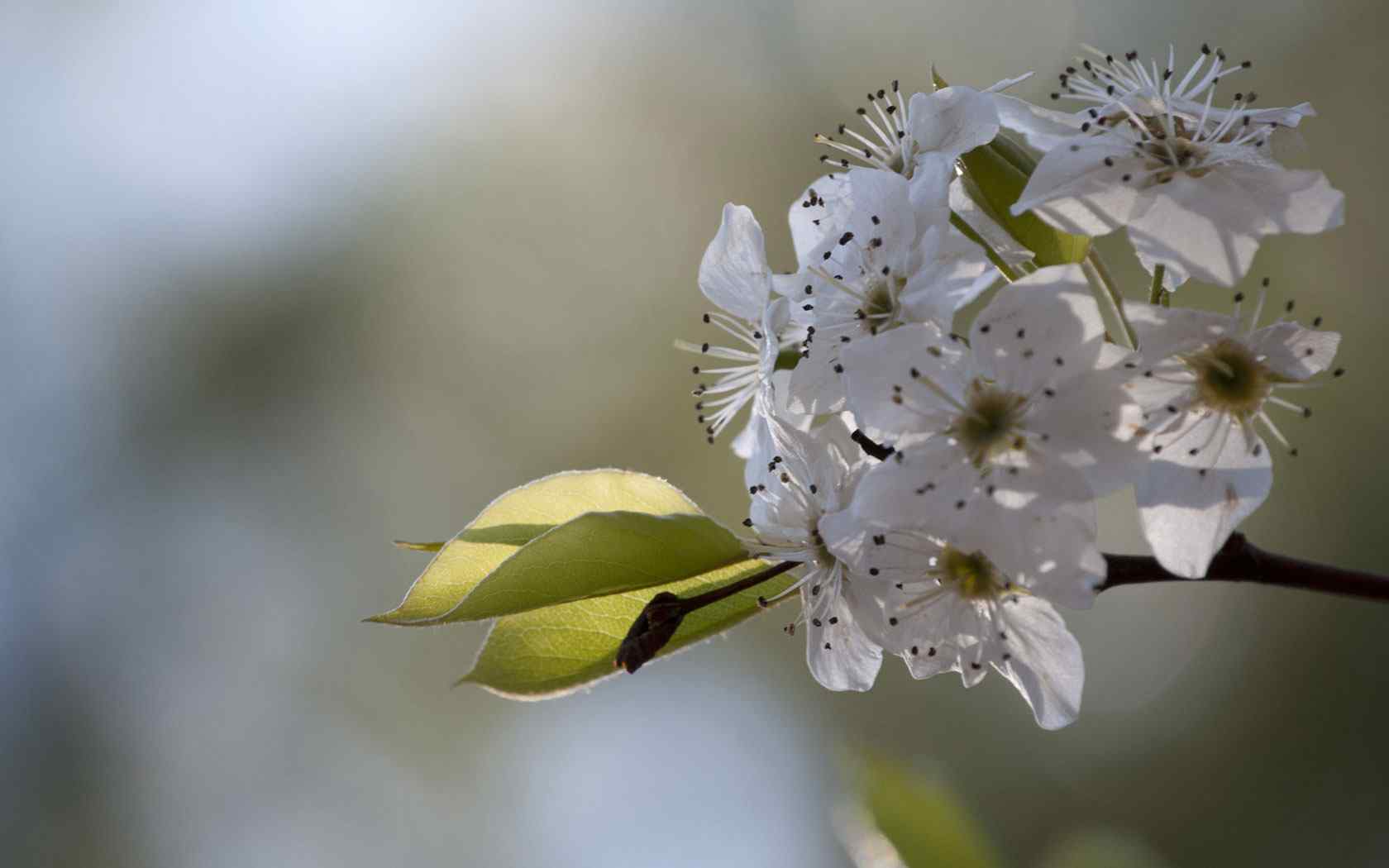 精选梨花桌面壁纸