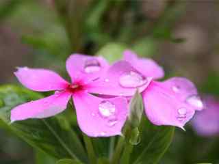 水露红花摄影壁纸