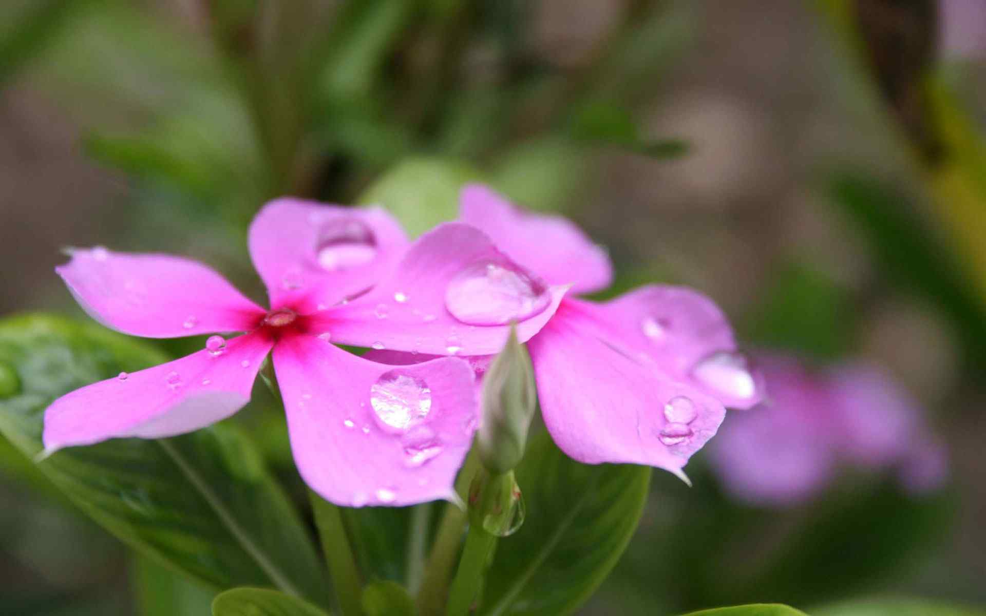 水露红花摄影壁纸