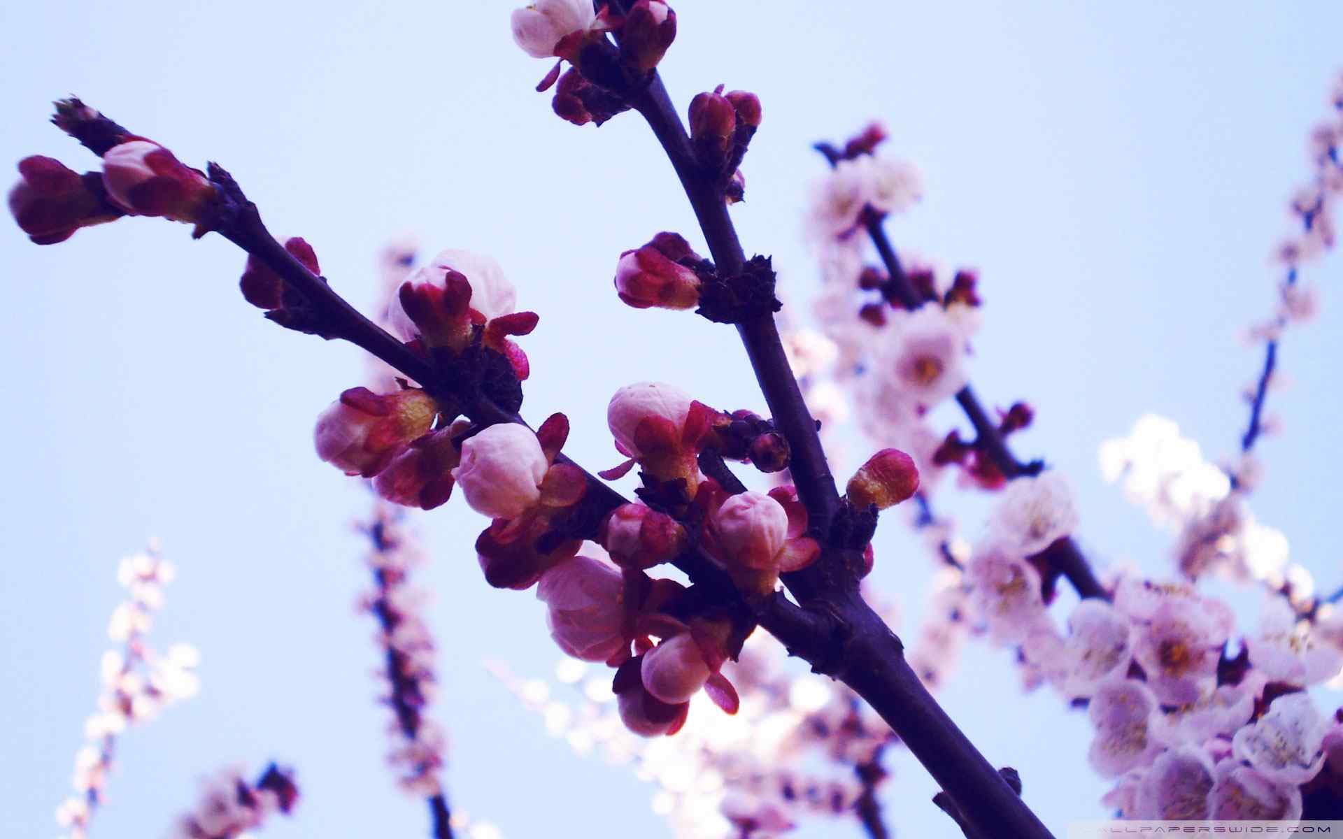 樱桃枝芽摄影壁纸