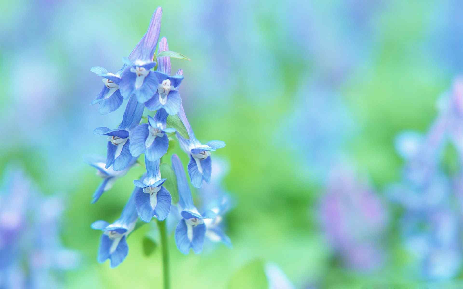 精美兰花摄影壁纸