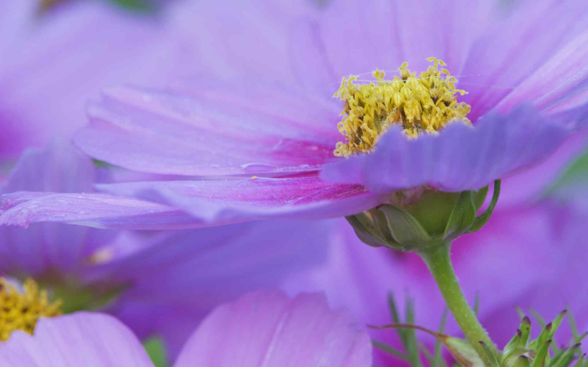 精美紫花桌面特写壁纸